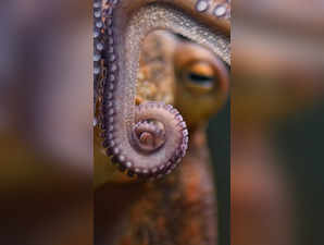 UK couple saves stranded octopus from seagulls, guides it to sea near Holyhead