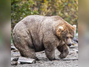 Fat Bear Week 2022: Alaska's Katmai National Park and Preserve says it is 'all about survival' lesson