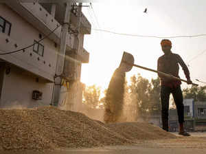 Amritsar: A labourer gathers wheat grain brought after harvesting at a wholesale...