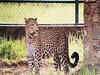 Nine leopards including Rocky, Dara, Gabbar are serving 'life imprisonment' in Uttarakhand