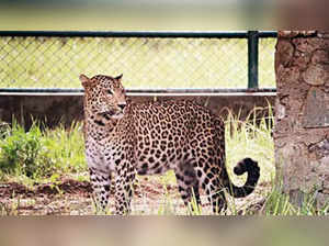 Gurugram: High alert in DLF-5 over leopard sighting claims, no pugmarks