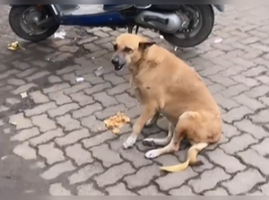 Mumbai news: Watch: A Mumbai woman fed a stray dog for two years during  lockdown. See its reaction now - The Economic Times