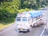 Video: Rhino gets hit by truck in Assam, CM Himanta Biswa Sarma reacts