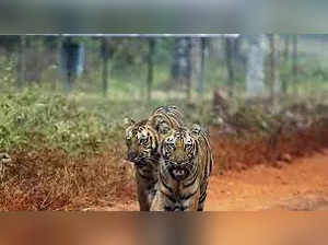Tiger on the prowl at Indian university campus