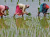 September deluge stalls kharif harvesting, damages crops