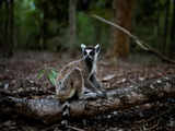 New Zealand zoo more than doubles its population of endangered lemurs