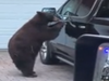 Woman shouts at bear to get out of her car. Watch what happens next