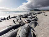 Over 200 stranded pilot whales die on Pacific Ocean's remote Pitt Island