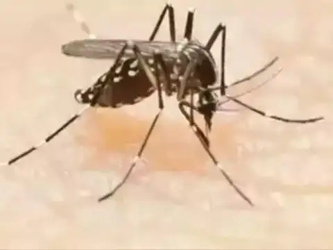 Taking care of a dengue patient