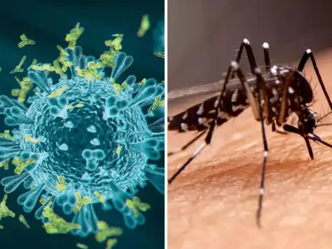 Separating dengue from Covid