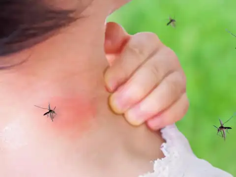 Why is dengue spreading?