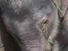 Mother elephant, calf die after being hit by Rajdhani Express in Assam