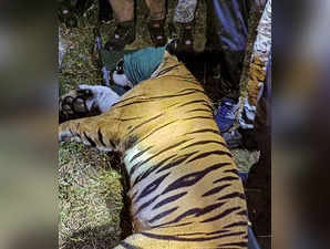 **WITH STORY BES5** Gadchiroli: A tiger after it was tranquilised and captured b...