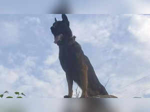 Zoom, Army's assault dog injured in Anantnag encounter, dies