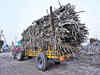 Extended monsoon may delay Maharashtra's 2022-23 sugarcane crushing season