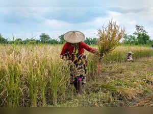 Nadia: A farmers works in a paddy field in Nadia district. (PTI Photo)(...
