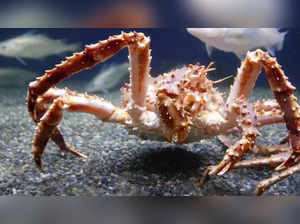 Snow crab season cancellation costs half of Alaska's yearly budget