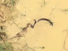 Fierce fight between mongoose and cobra, video goes viral