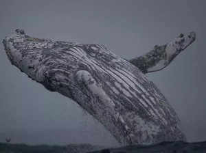 Watch viral video of giant humpback breaching surface of sea
