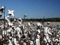 Cotton firms' volume growth to remain under pressure
