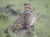 Madhya Pradesh: Meet to decide on shifting cheetahs to acclimatisation enclosure inconclusive