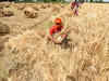 GOI's Diwali bonanza: MSP rates for rabi crops, including wheat, barley, masoor, gram hiked