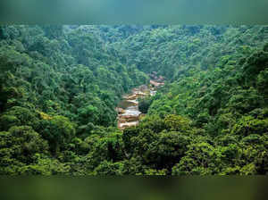 India's forest, tree cover