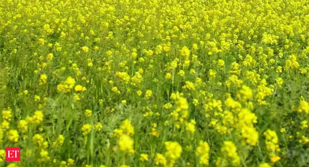 Agriculture experts see a shift to mustard, lentils