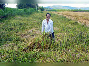 Karad: A farmer shows damaged paddy crop after incessant rains in Karad. (PTI Ph...