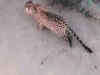 Leopard spotted on premises of Maruti Suzuki plant in Manesar