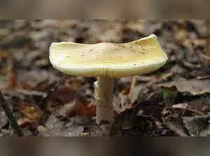 Doctors in Massachusetts save mother, son who nearly died after eating mushrooms
