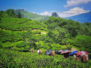 Tea - Gopaldhara