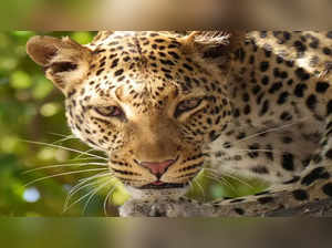 leopard new