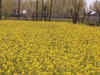 Biotech regulator recommends environmental release of GM mustard