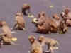 Watch: 40 monkeys found dead in Andhra Pradesh's Silagam village, poisoning suspected