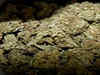 Assam: Cannabis worth Rs 15 crore seized at Jorabat near Guwahati