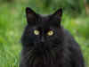 National Black Cat Day: See why US celebrates this occasion