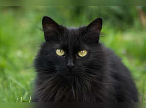 National Black Cat Day: See why US celebrates this occasion