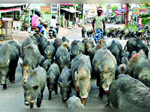 African swine fever: Vet varsity steps up drive