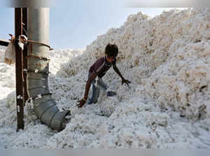 FILE PHOTO: Worker fills a vacuum pipe with cotton to clean it at a cotton processing unit in Kadi town