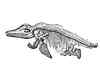 First complete skeleton of ichthyosaur aka 'fish lizard' bombed during WWII found in London