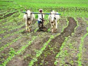 Maharashtra to provide compensation to farmers for crop loss caused by October rains
