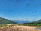 Amur falcons, the world’s longest travelling raptors, touchdown at new roosting site