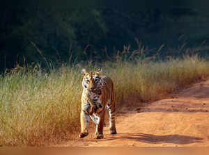 **EDS: TO GO WITH STORY** Chandrapur: A tigress named 'Maya' walks while carryin...