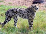 First kill on Indian soil for cheetahs flown from Namibia