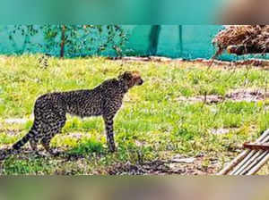 Cheetahs from Namibia