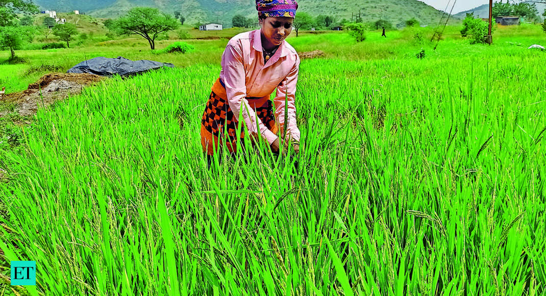 Paddy procurement for central pool rises 6.8%