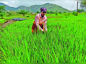 Paddy Procurement for Central Pool Rises 6.8%