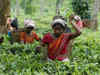 Tea Board seeks Rs 1000 cr industry support for next five years