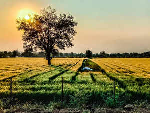 India's wheat planting gathers momentum, acreage up nearly 10%